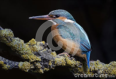 Female blue European kingfisher seen from the side resting on a branch on a dark background Stock Photo