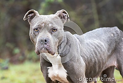 Skinny emaciated starving Pitbull dog chained outside animal cruelty neglect Stock Photo