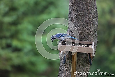A female Blue Jay, Cyanocitta cristata, standing on a platform bird feeder attached to a Maple tree looking at the ground Stock Photo
