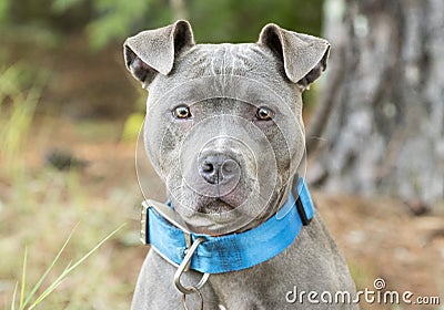 Female blue Pitbull outside on leash with wide blue collar Stock Photo