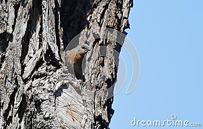 Female Bluebird resting on a tree Stock Photo