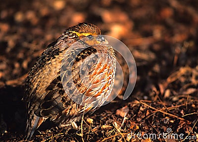 Female Bobwhite Quail Stock Photo