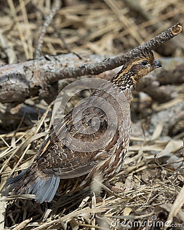 Female Bobwhite Quail Stock Photo