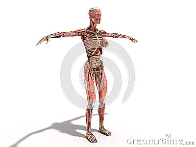 A female body anatomy for books 3d ilustration on white Stock Photo