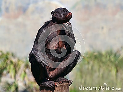 Female Bonobo Stock Photo