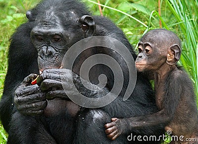 Female bonobo with a baby. Democratic Republic of Congo. Lola Ya BONOBO National Park. Cartoon Illustration