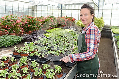 Female botanist seeding and checking growing plants in greenhouse Stock Photo