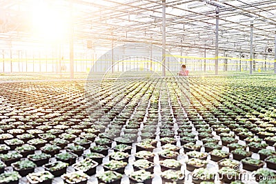 Female botanist working in greenhouse Stock Photo