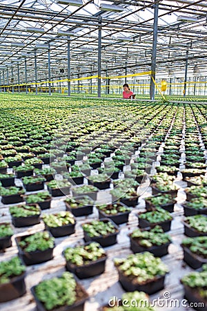 Female botanist working in plant nursery Stock Photo