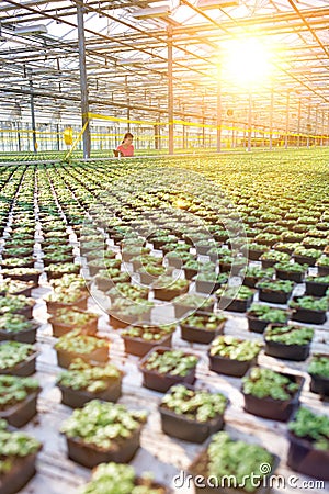 Female botanist working in plant nursery Stock Photo