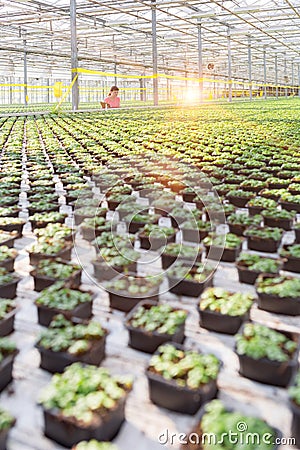 Female botanist working in plant nursery Stock Photo