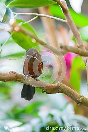 Female Brazilian tanager Stock Photo