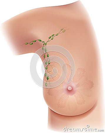 Lymph nodes Vector Illustration