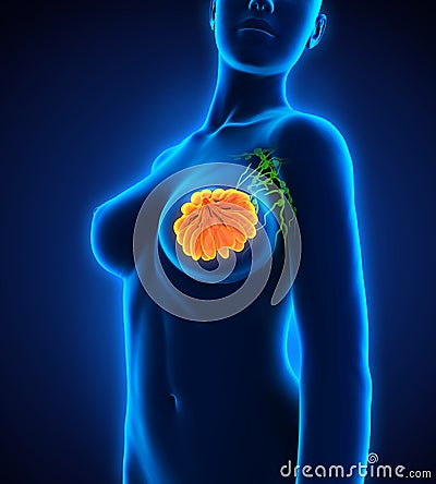 Female Breast Anatomy Stock Photo