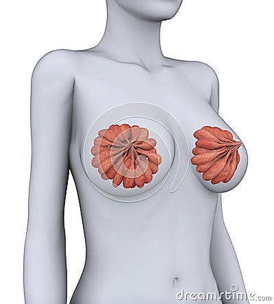 Female Breast Anatomy Stock Photo