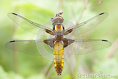 Female broad-bodied chaser Stock Photo