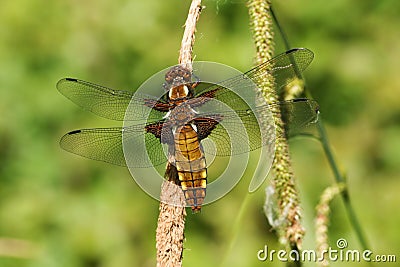 A pretty female Broad-bodied Chaser Libellula depressa perching on a reed. Stock Photo
