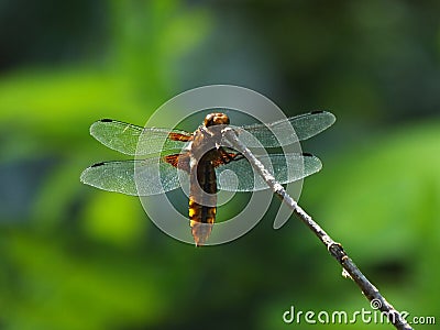 Female Broad-Bodied Chaser Stock Photo