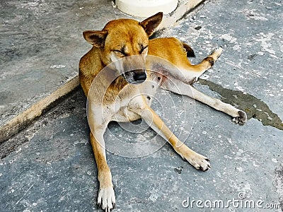 The female browb-haired dog is closing her eyes and on t Stock Photo