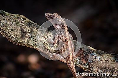 Female Brown Anole on a Branch in Florida Stock Photo