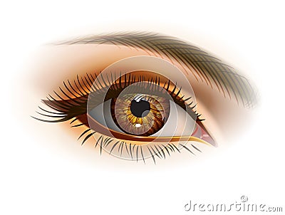 Female brown eye Vector Illustration