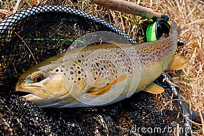 Female brown trout Stock Photo