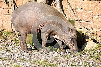 female Buru Babirusa , Babyrousa babyrussa Stock Photo