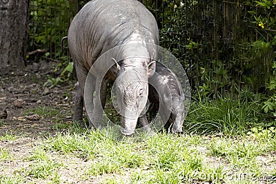 Female Buru babirusa, Babyrousa babyrussa, with a small cub Stock Photo