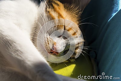 Female calico cat sleeping in her cat bed, indoors Stock Photo