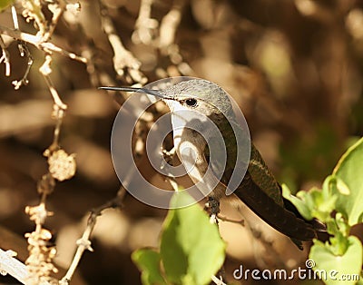 A Female Calliope Hummingbird Stock Photo