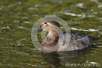 A female Canvasback Duck, Aythya valisineria, swimming on a pond at Slimbridge wetland wildlife reserve. Stock Photo