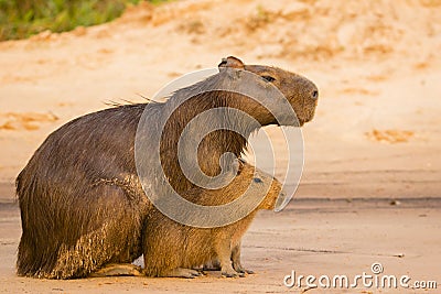 Female Capybara with Baby, on Alert Stock Photo