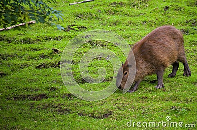 Female capybara feeding Stock Photo