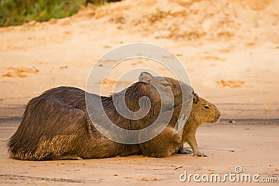 Female Capybara with Itchy, Scratching Baby Stock Photo