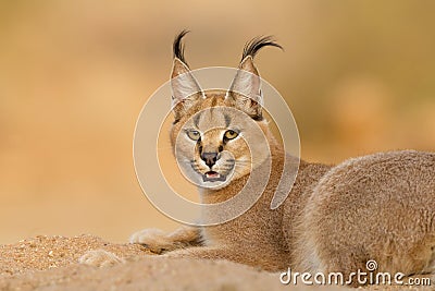 Female Caracal resting, South Africa Stock Photo