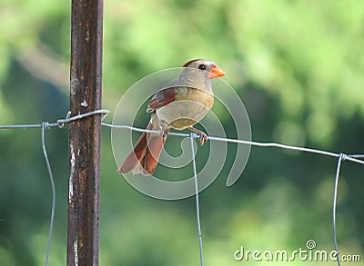 Female cardinal on a fence macro Stock Photo