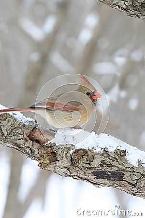 Female Cardinal on snowy tree branch Stock Photo