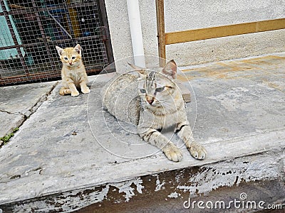 female cat with her kitten by the door way Stock Photo