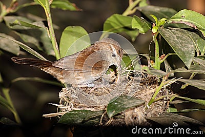 Female Cettis warbler at its nest. Malta, Mediterranean Stock Photo