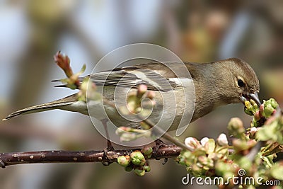 Female chaffinch perched on a branch feeding on flower buds. Stock Photo