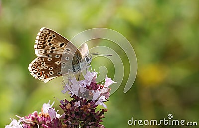 A pretty female Chalk Hill Blue Butterfly Polyommatus coridon nectaring on a Marjoram flower. Stock Photo
