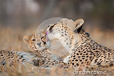 Female cheetah licking her baby cheetah`s cheek in Kruger Park South Africa Stock Photo