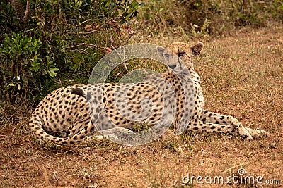 Female cheetah lies turning head by bush Stock Photo