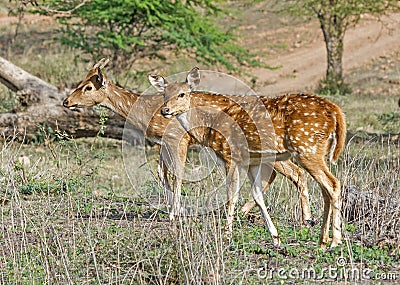 Female cheetal, spotted deer in the forest of Ranthambhore Stock Photo