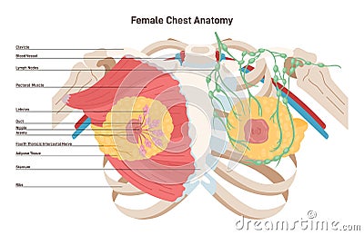 Female chest anatomy. Mammary gland, duct and lobular structure. Vector Illustration