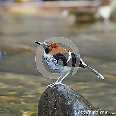 Female Chestnut-naped Forktail Stock Photo