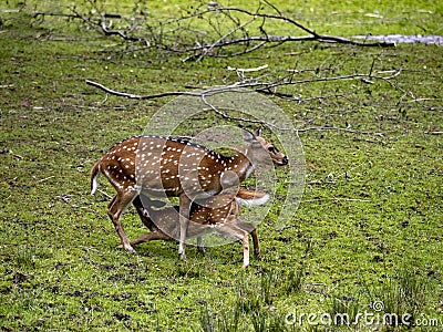 E female Chital, Axis axis, feeds her adult cub Stock Photo
