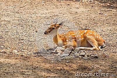 Female chital or cheetal deer Axis axis,in sunlight Stock Photo