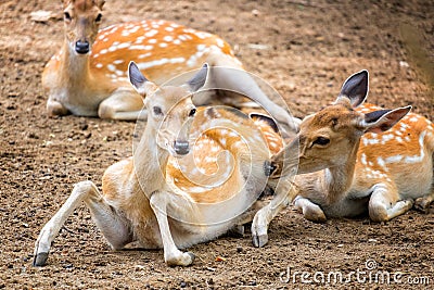 Cheetal deer Axis axis,in sunlight Stock Photo