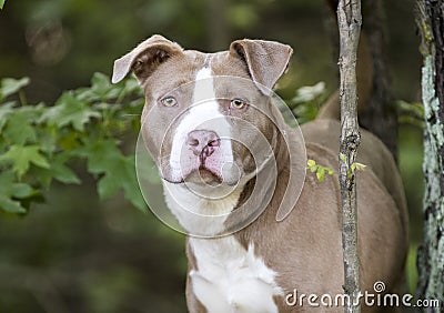 Female chocolate and white American Pitbull Terrier dog outside on leash. Dog rescue pet adoption photography for humane society Stock Photo